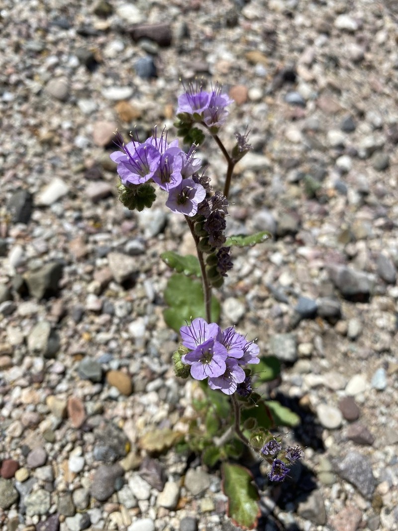 Mangas Spring Phacelia photo 3