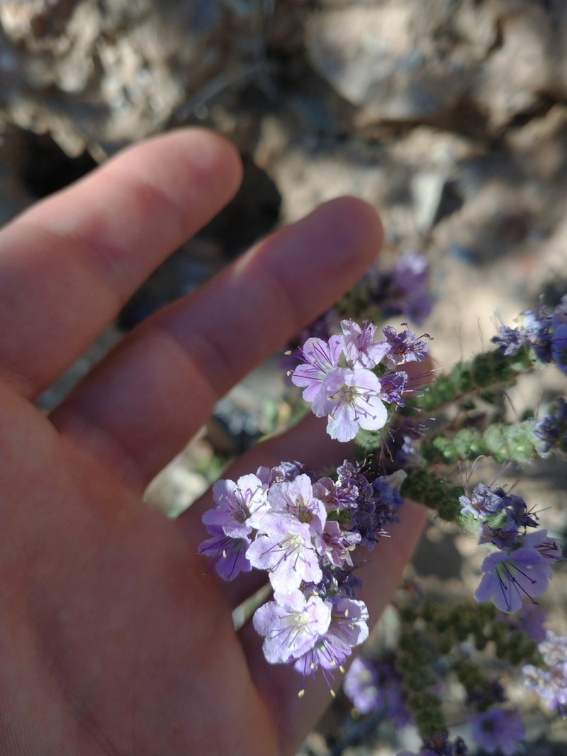 Mangas Spring Phacelia photo 4
