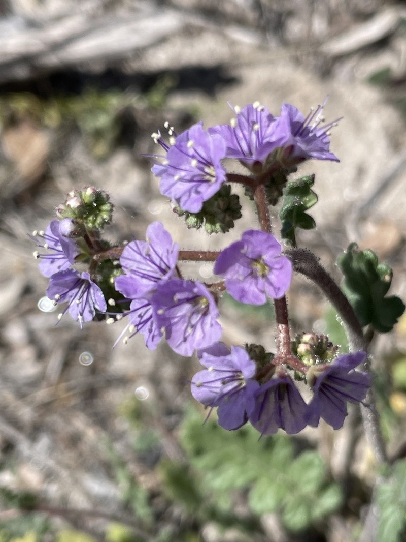 Mangas Spring Phacelia photo 5