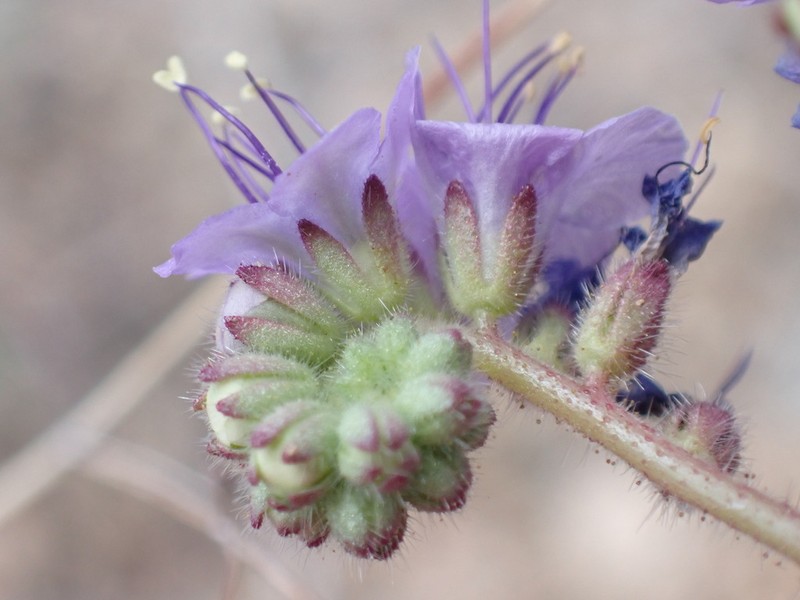 Mangas Spring Phacelia photo 6