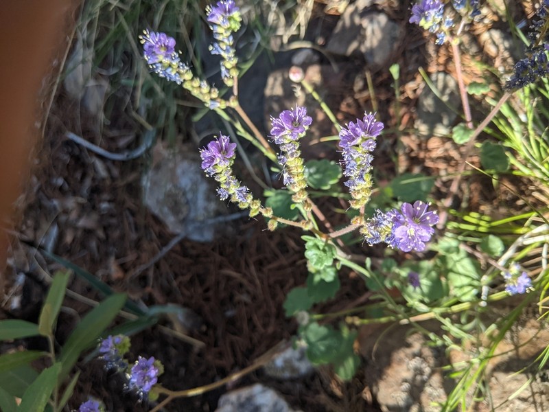 Mangas Spring Phacelia photo 7