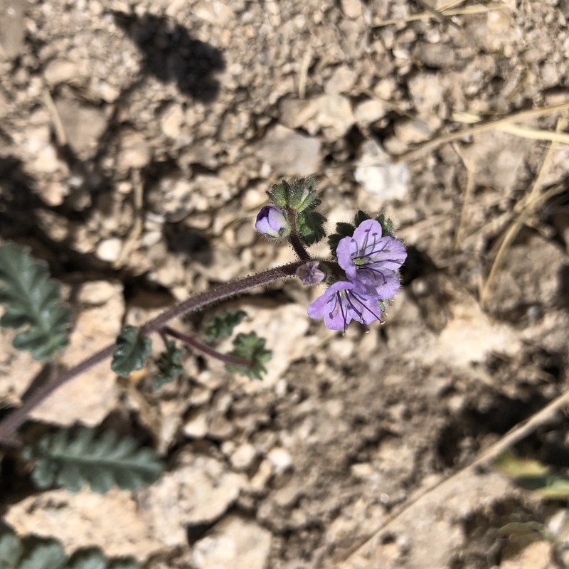 Mangas Spring Phacelia photo 8