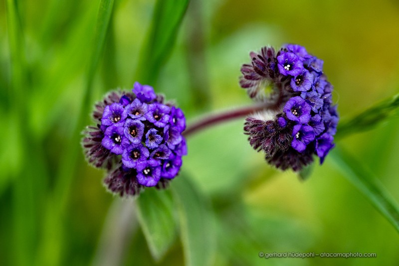 Phacelia brachyantha