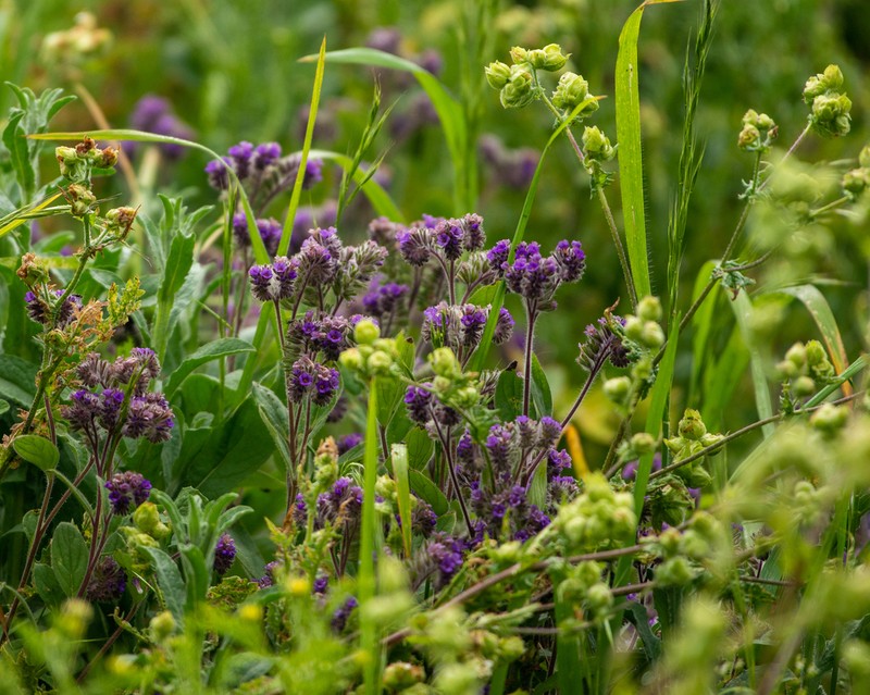 Phacelia brachyantha photo 2