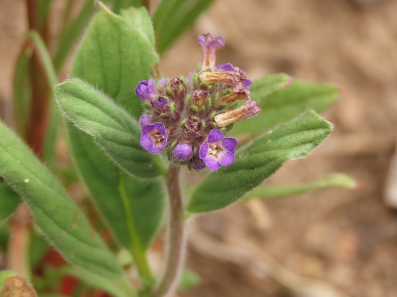 Phacelia brachyantha photo 3