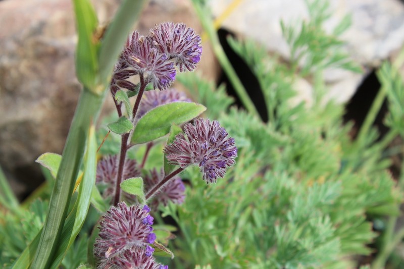 Phacelia brachyantha photo 4