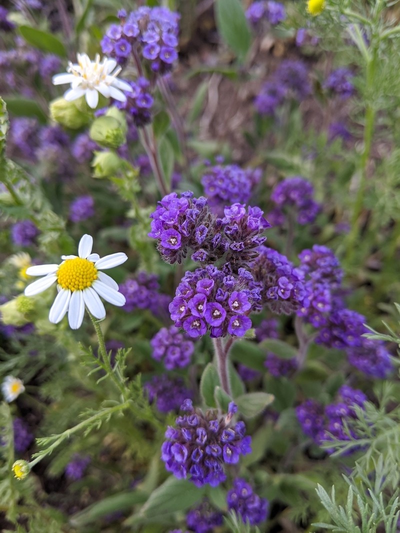 Phacelia brachyantha photo 5