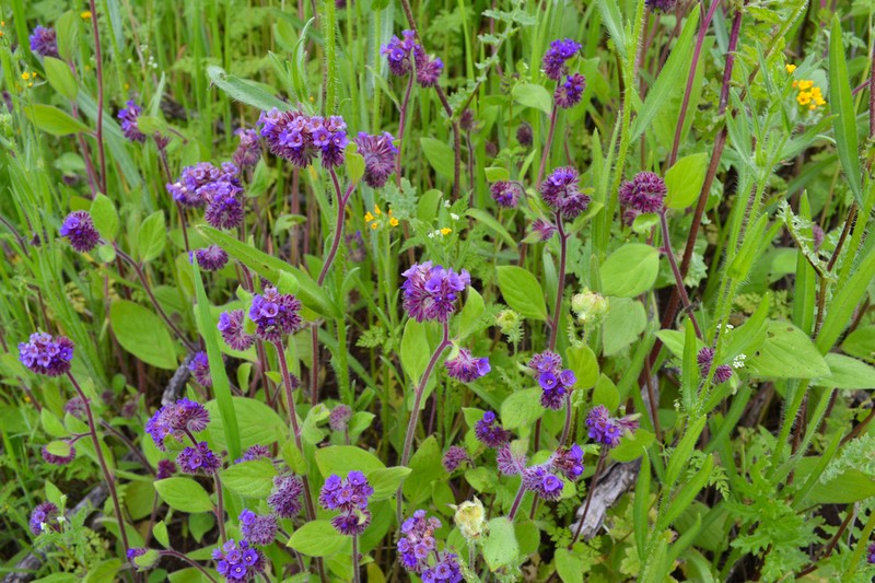 Phacelia brachyantha photo 6