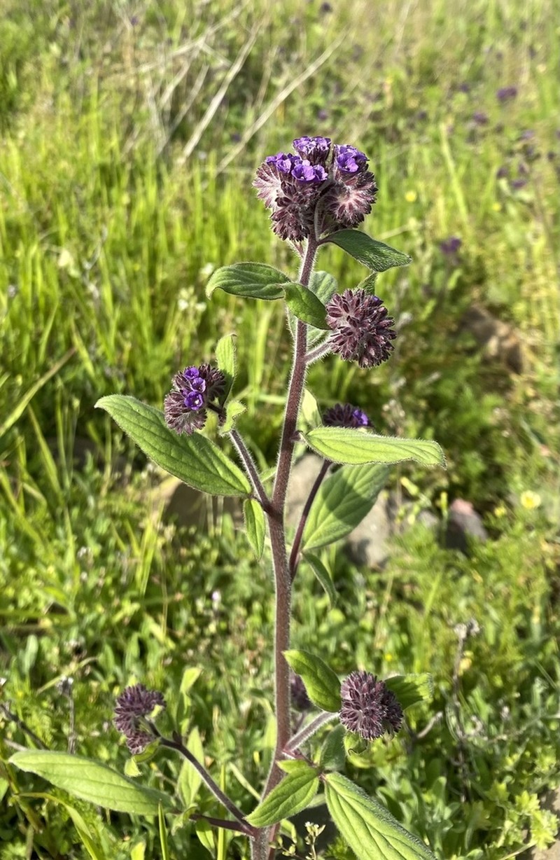 Phacelia brachyantha photo 7