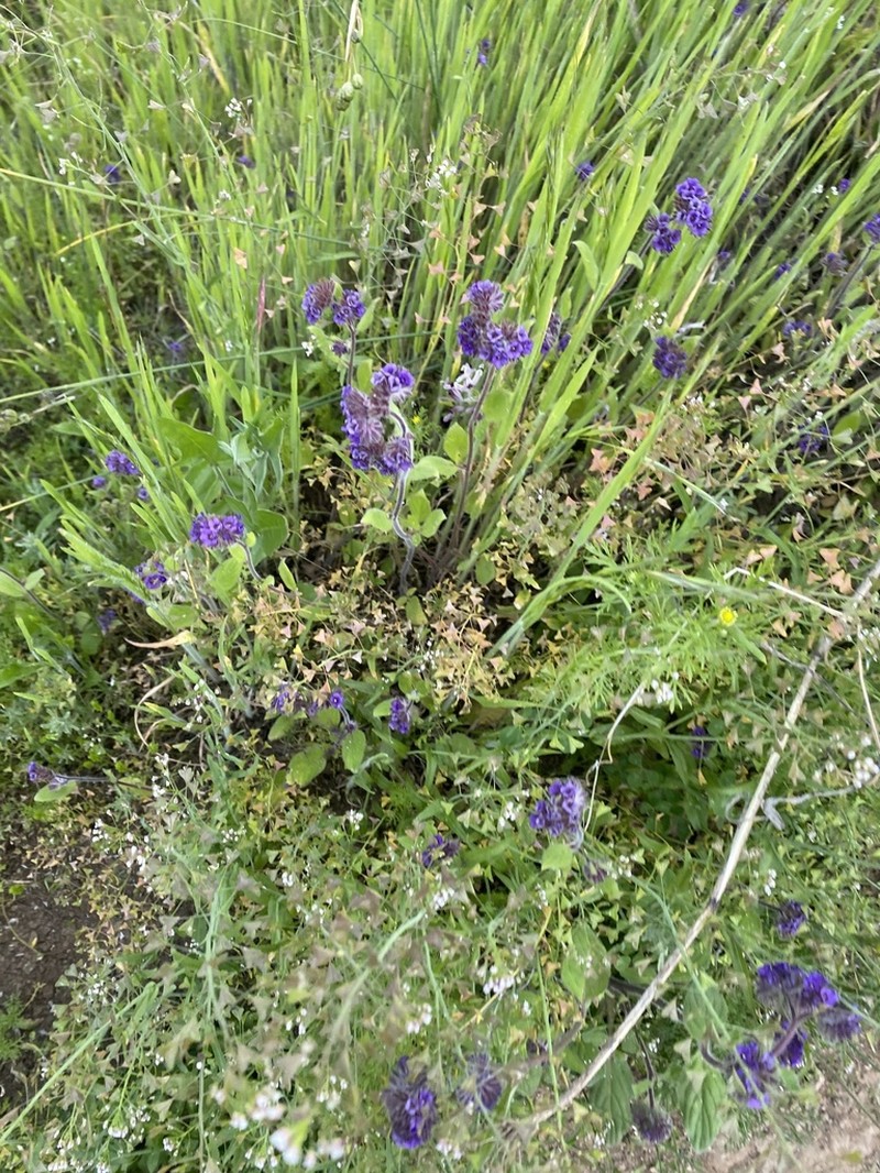 Phacelia brachyantha photo 8
