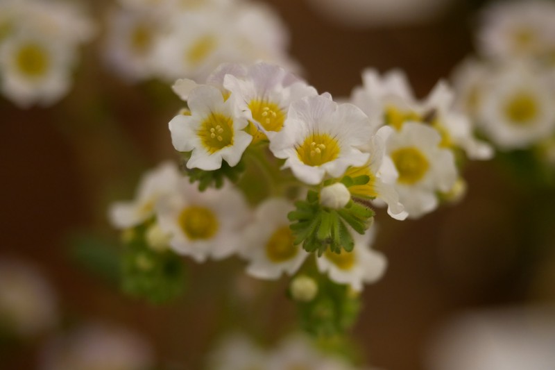 Shortlobe Phacelia photo 2