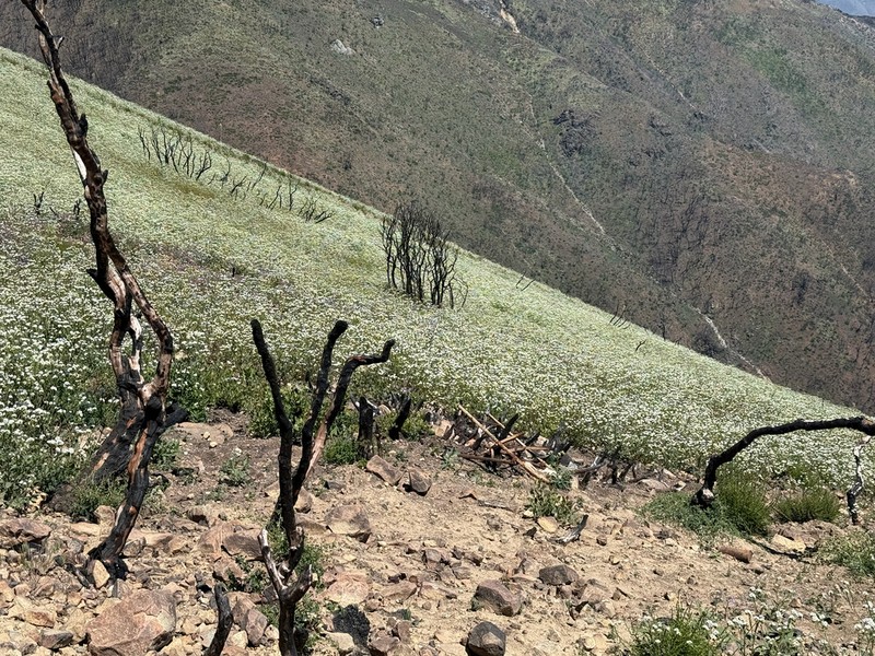 Shortlobe Phacelia photo 2