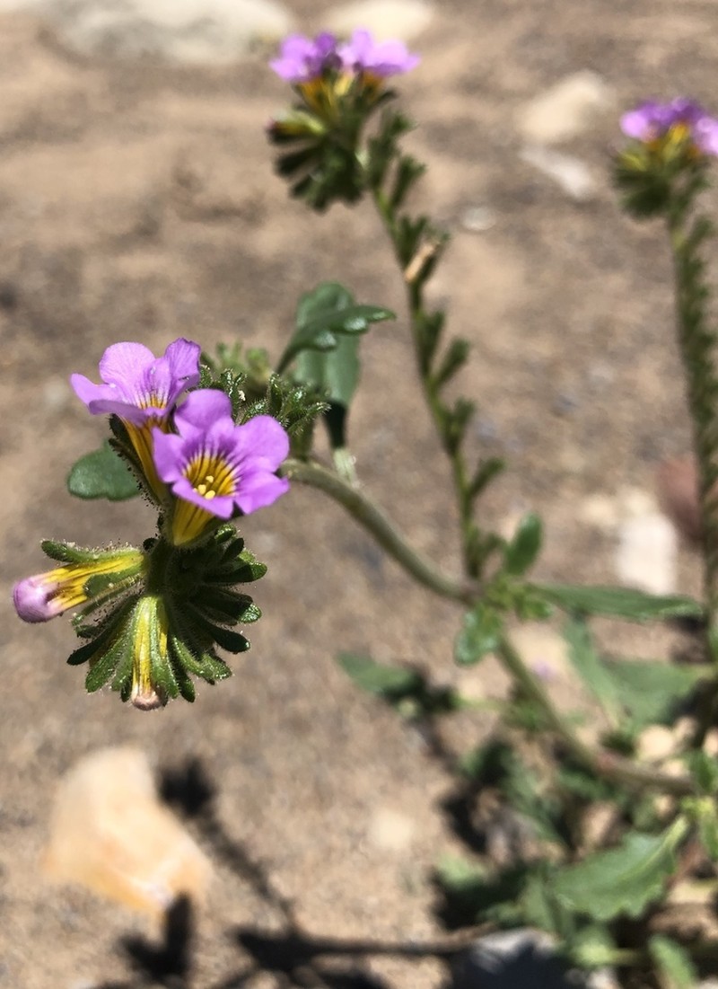 Shortlobe Phacelia photo 3