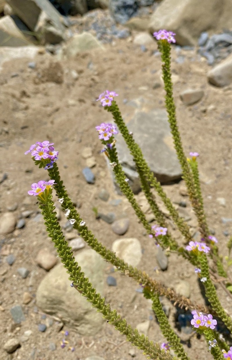 Shortlobe Phacelia photo 4