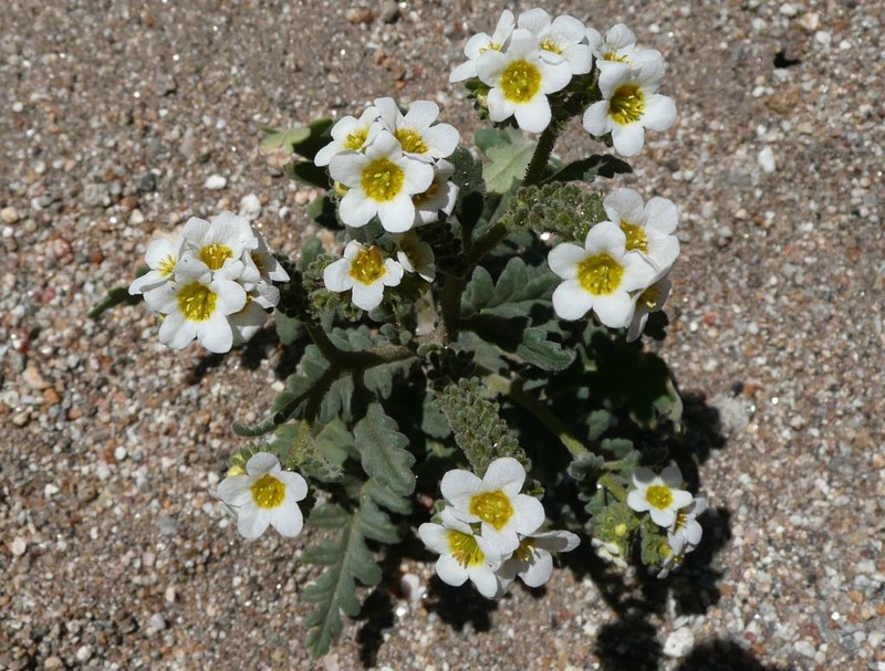 Shortlobe Phacelia photo 5