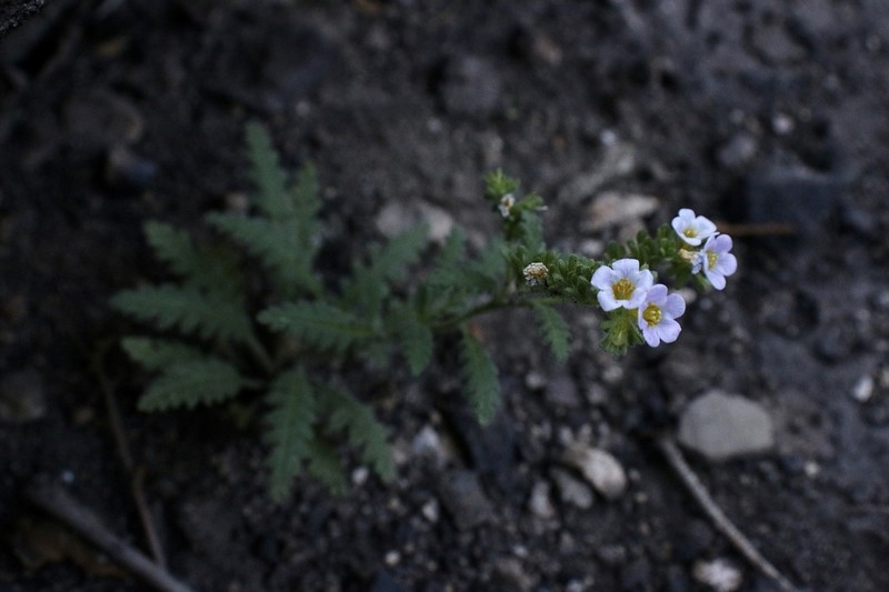 Shortlobe Phacelia photo 6