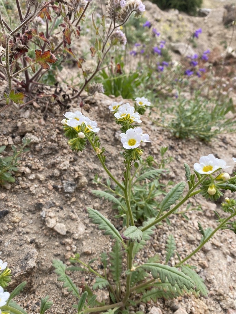 Shortlobe Phacelia photo 7