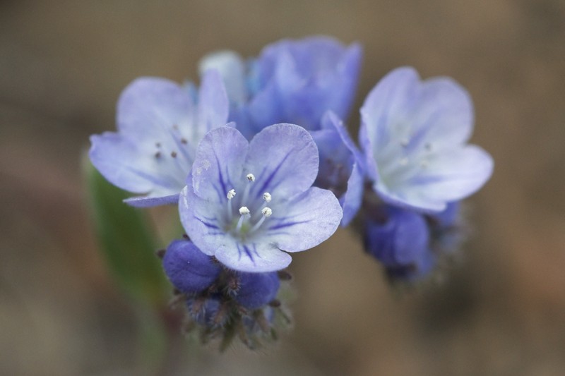 Brewer's Phacelia
