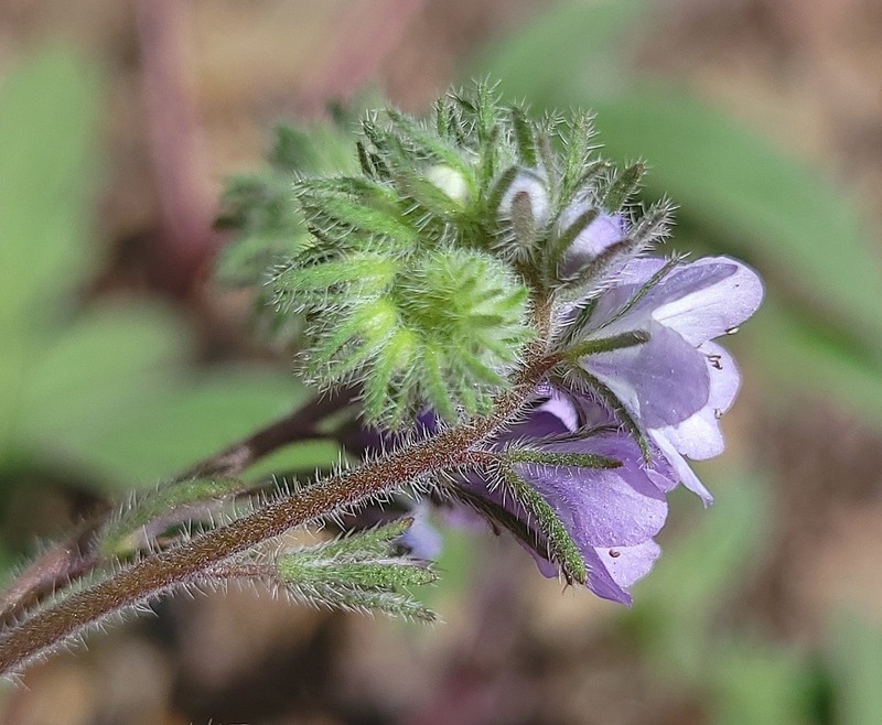 Brewer's Phacelia photo 2