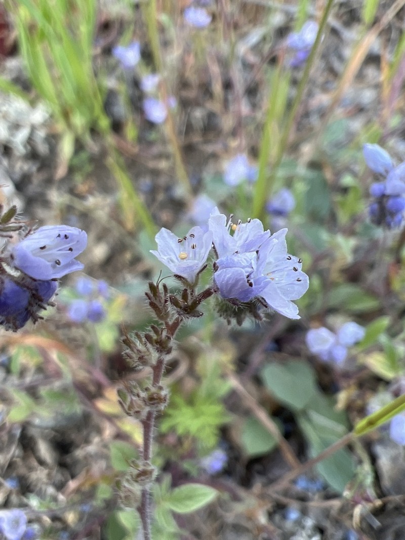 Brewer's Phacelia photo 3