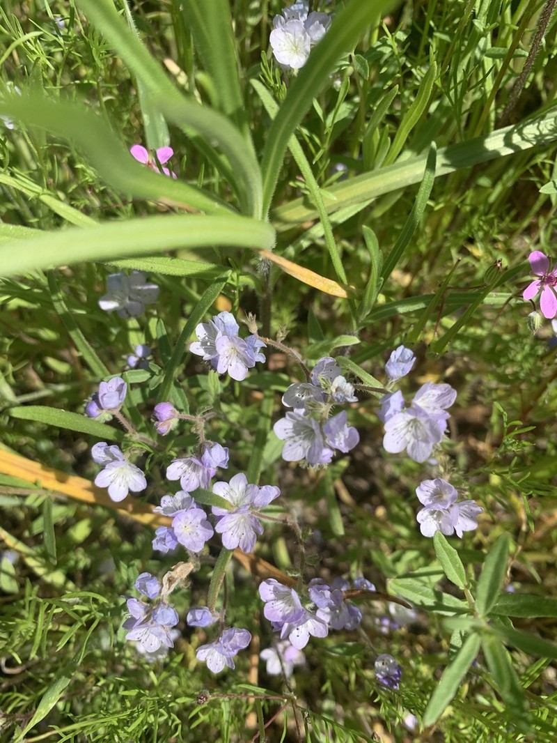 Brewer's Phacelia photo 4