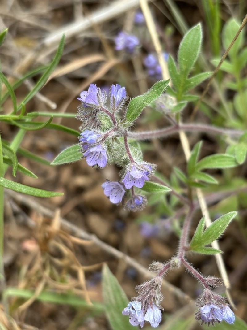 Brewer's Phacelia photo 5