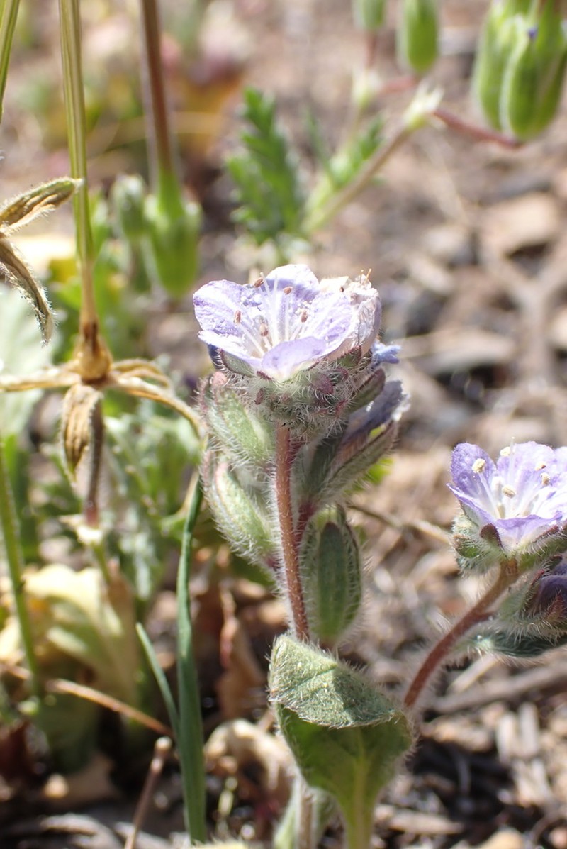 Brewer's Phacelia photo 6