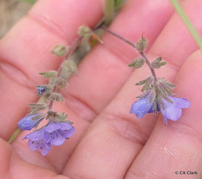 Brewer's Phacelia photo 7