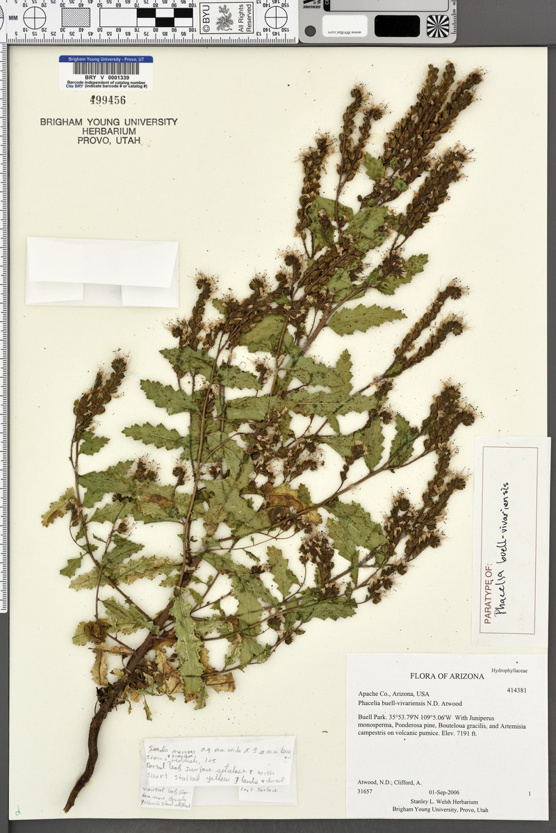Buell Park Phacelia