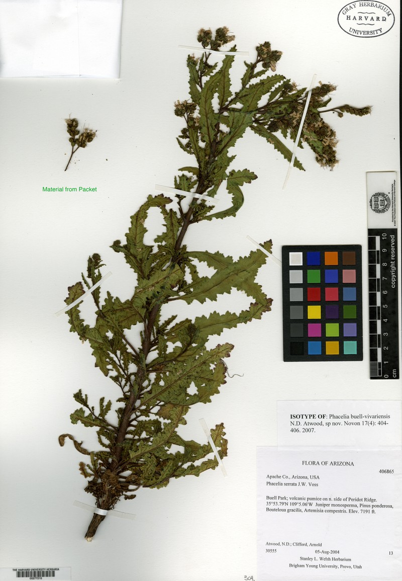 Buell Park Phacelia photo 3