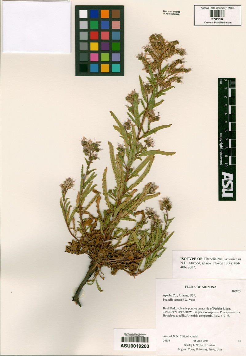 Buell Park Phacelia photo 4