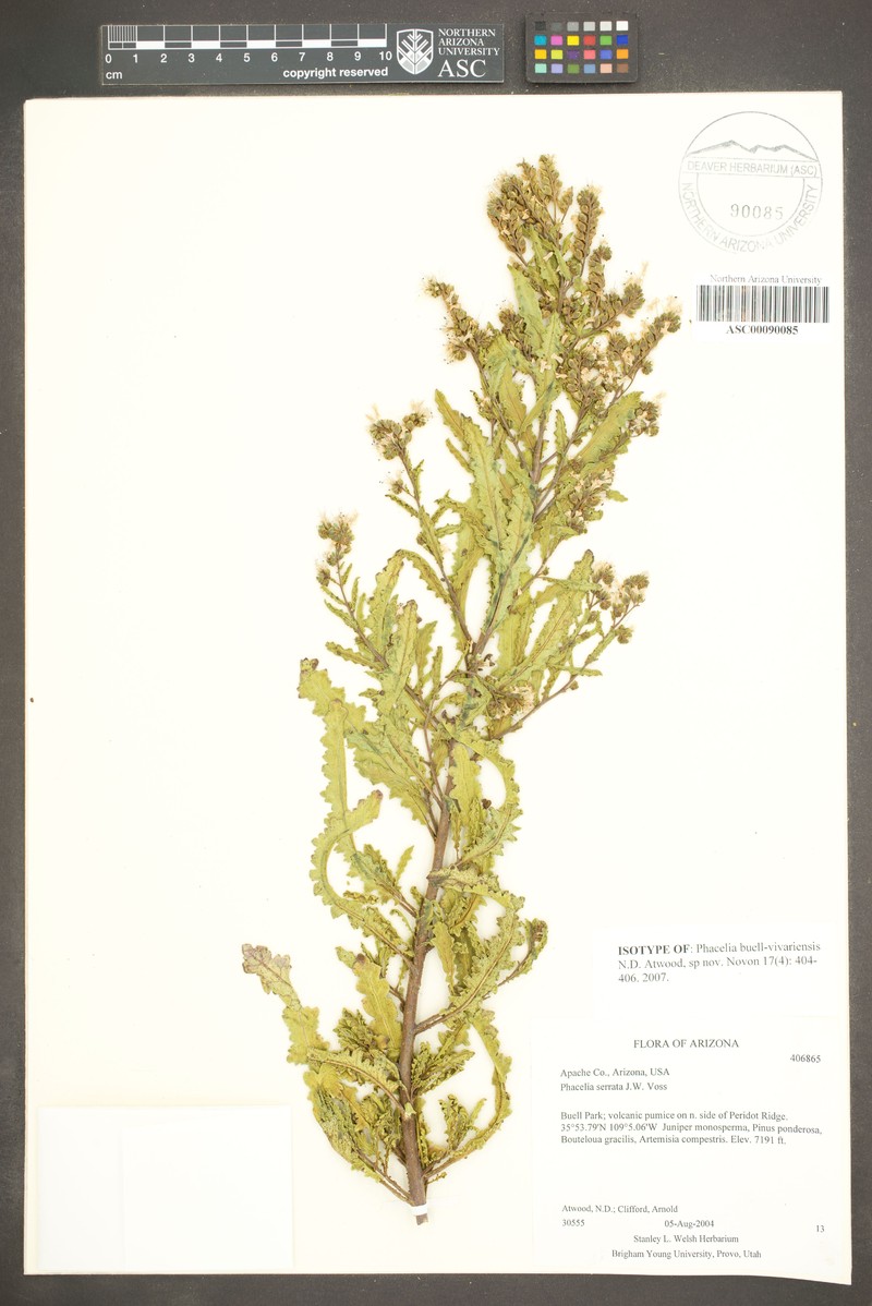 Buell Park Phacelia photo 5