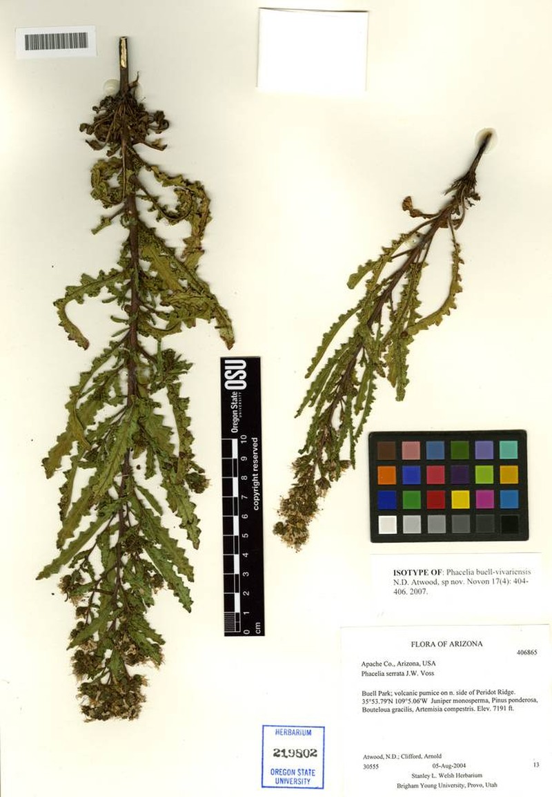 Buell Park Phacelia photo 6
