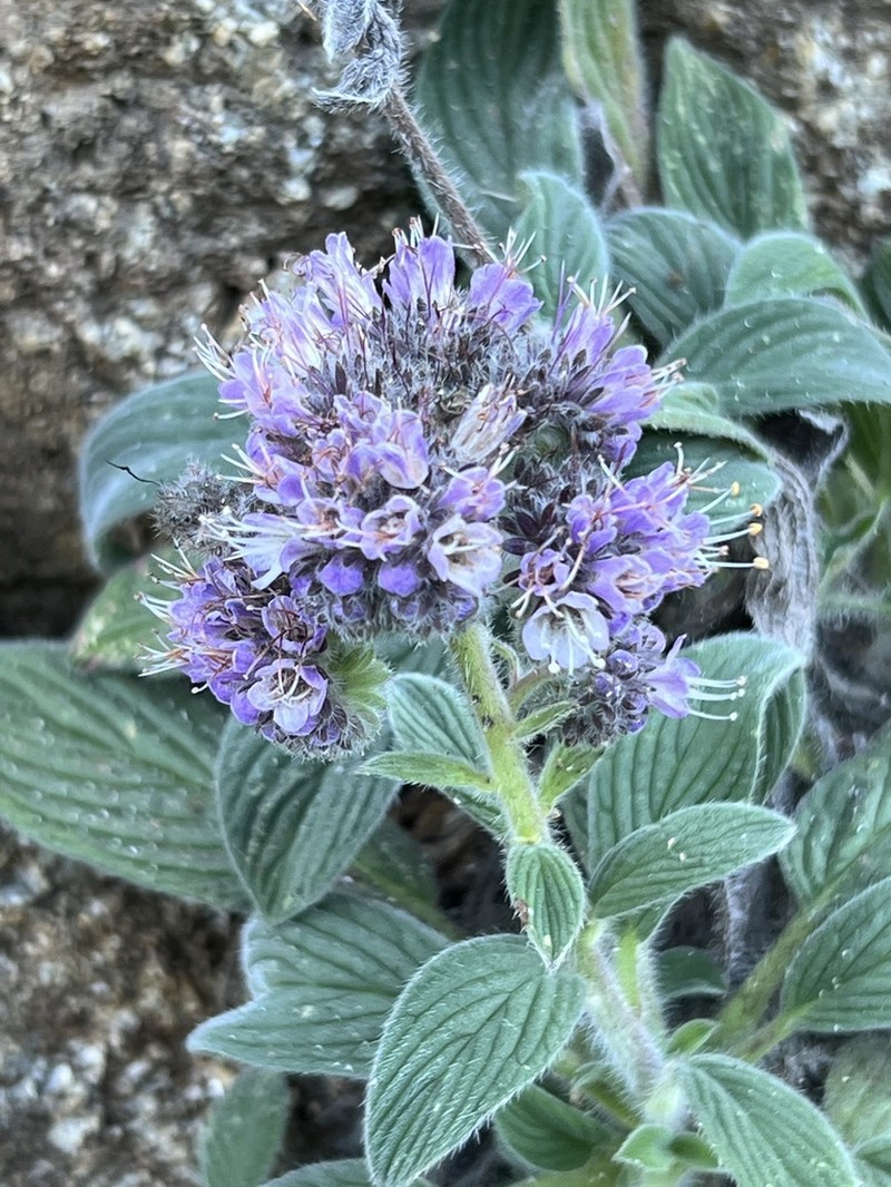California Phacelia photo 2
