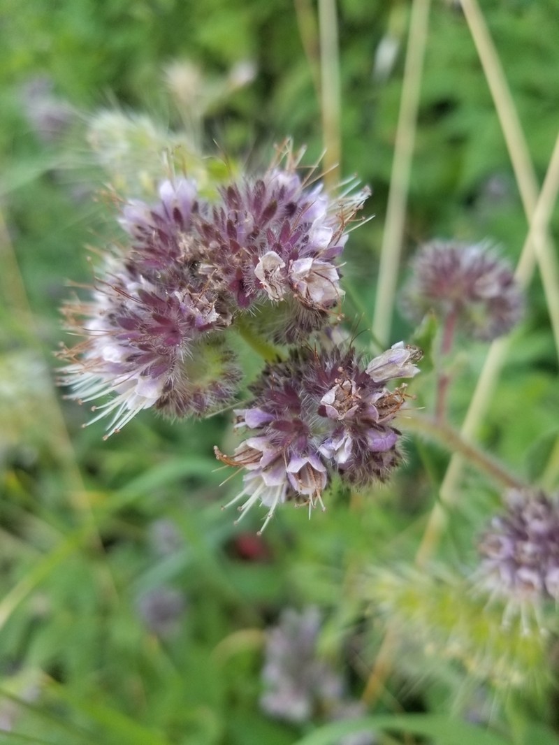 California Phacelia photo 3