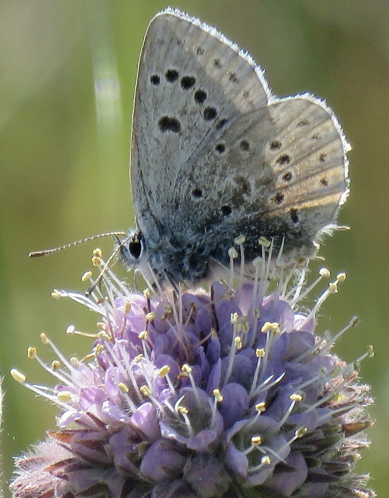 California Phacelia photo 4