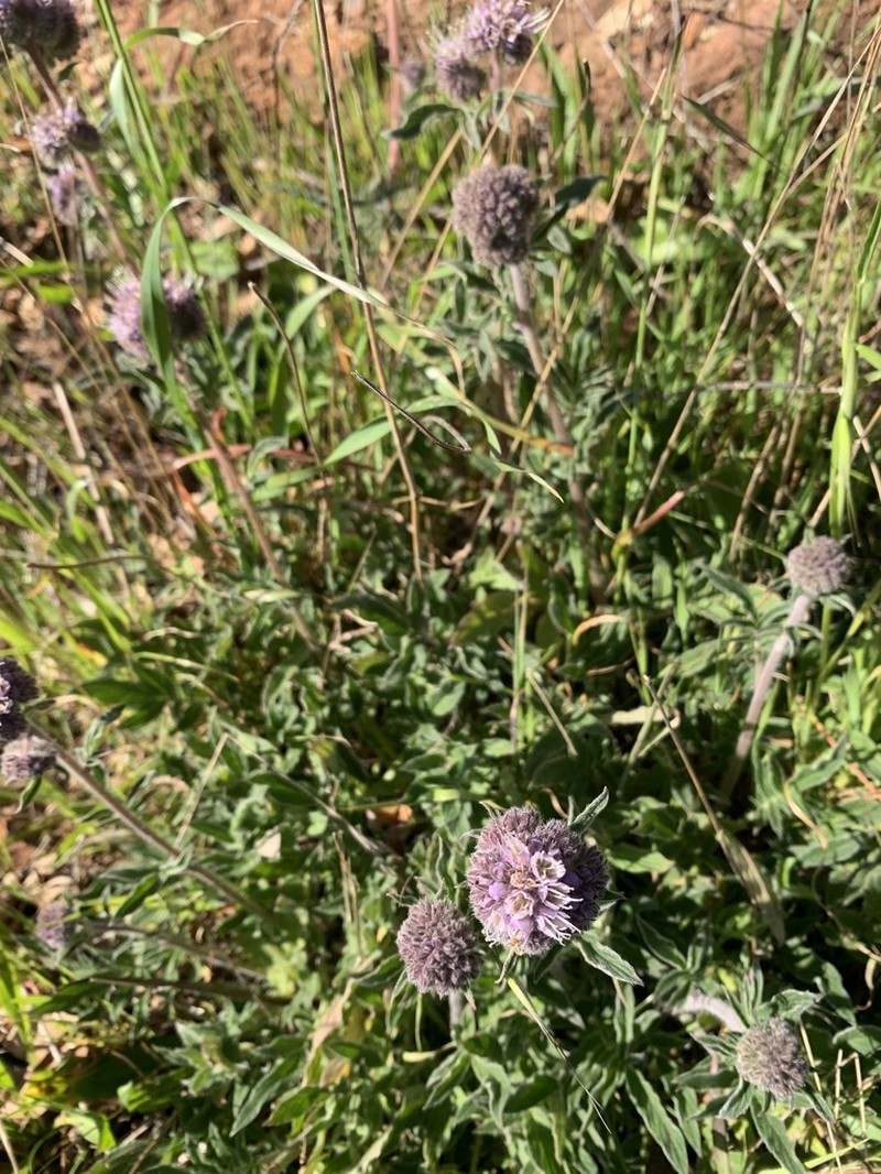 California Phacelia photo 5