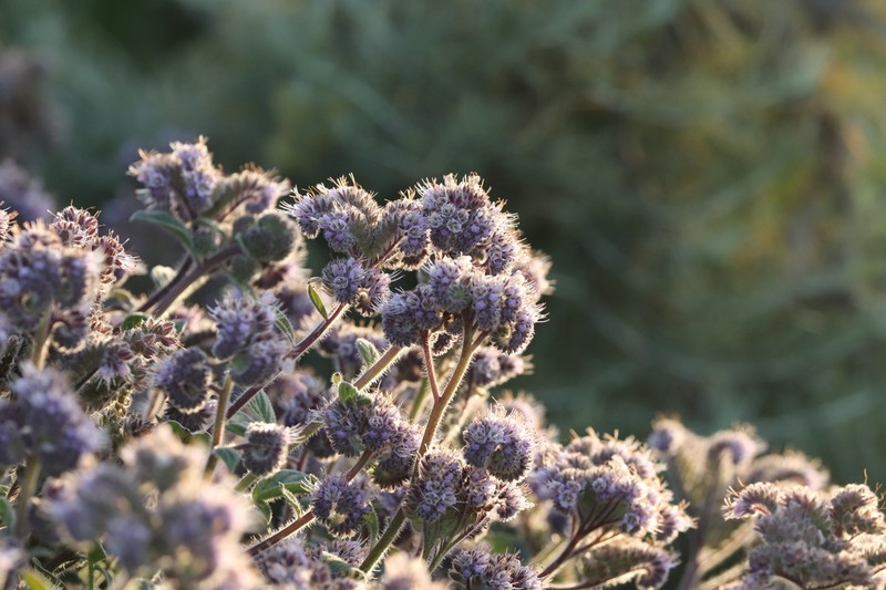 California Phacelia photo 6