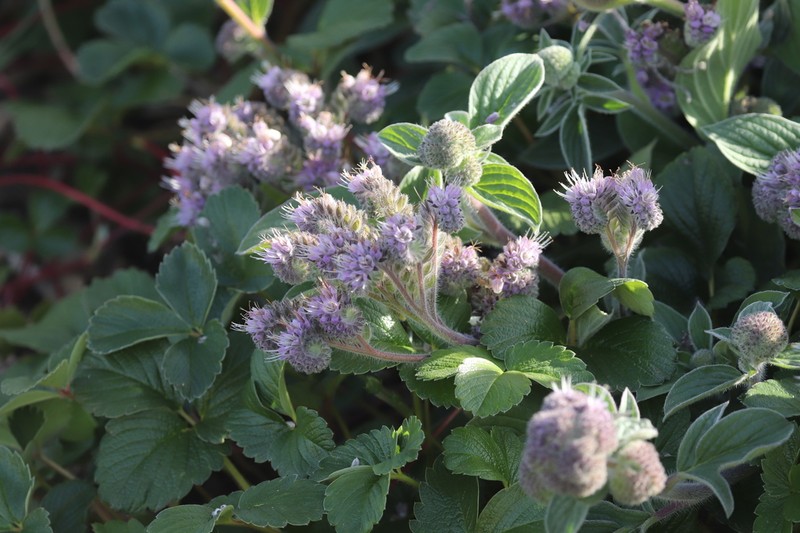 California Phacelia photo 7