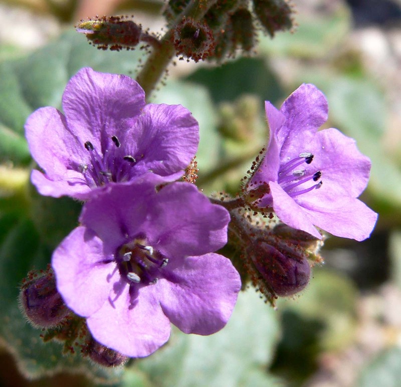 Calthaleaf Phacelia