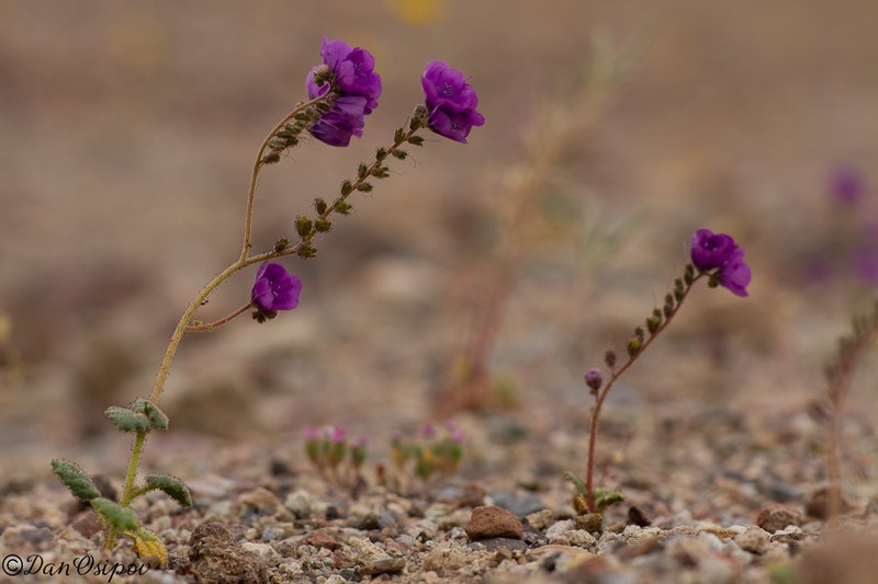 Calthaleaf Phacelia photo 2