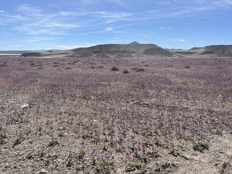 Calthaleaf Phacelia photo 3
