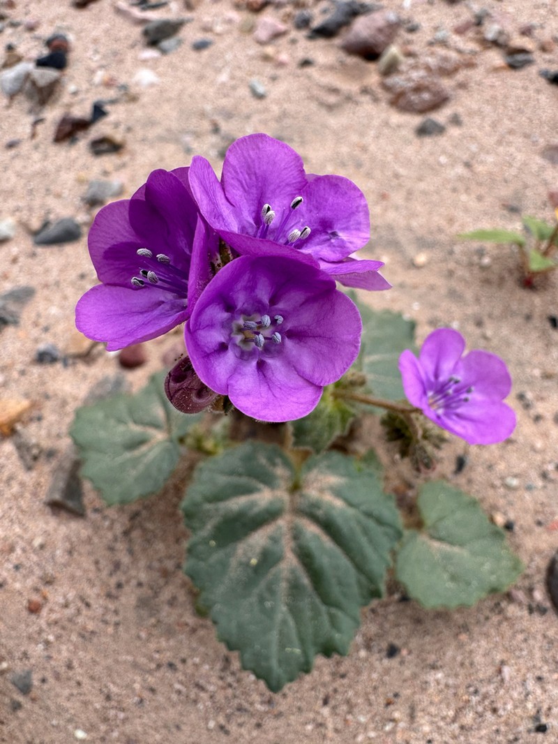 Calthaleaf Phacelia photo 4