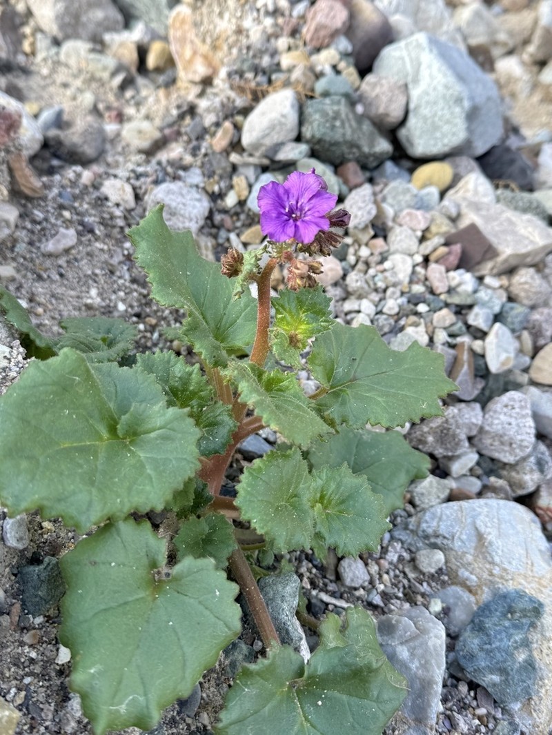 Calthaleaf Phacelia photo 5