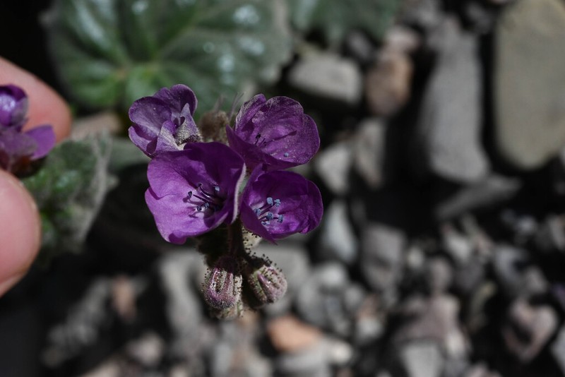 Calthaleaf Phacelia photo 7