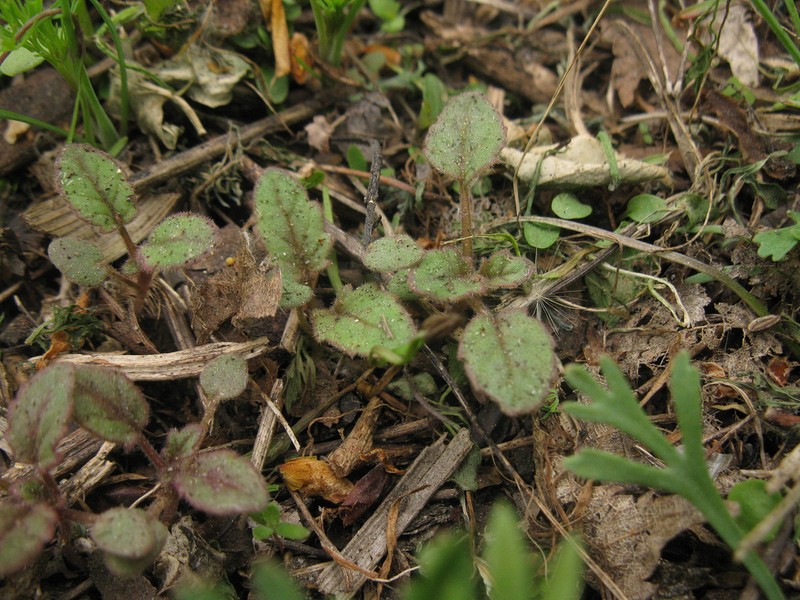 Desertbells photo 2