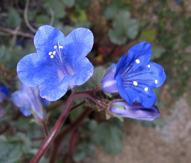 Desertbells photo 5