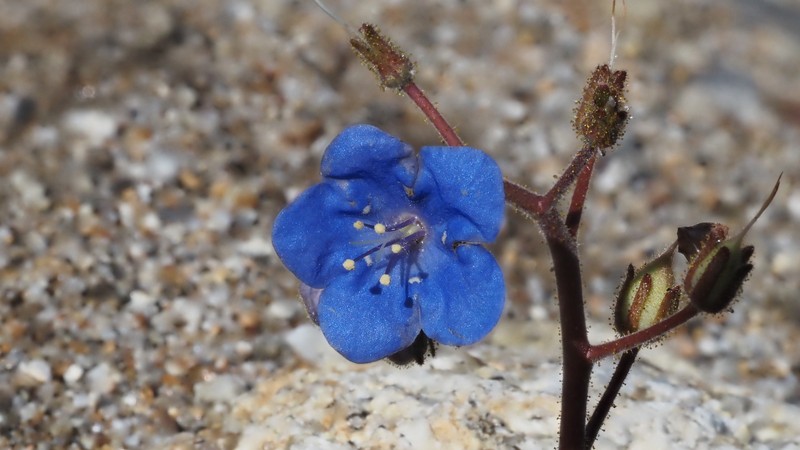 Phacelia campanularia var. campanularia