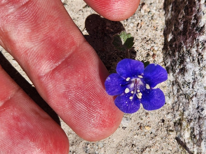 Phacelia campanularia var. campanularia photo 2