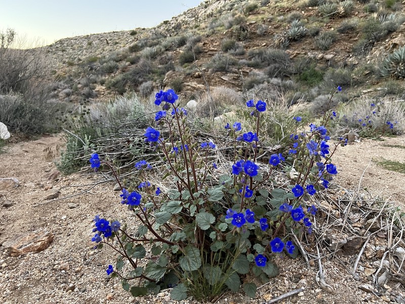 Phacelia campanularia var. campanularia photo 3